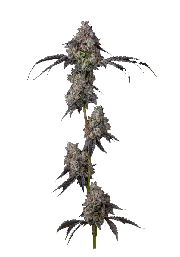 Hybrid Indica-dominant Bild