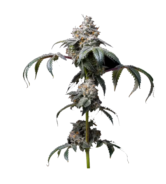 Hybrid Sativa-dominant Bild